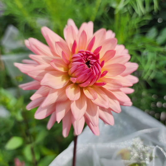 preference dahlia tubers canada