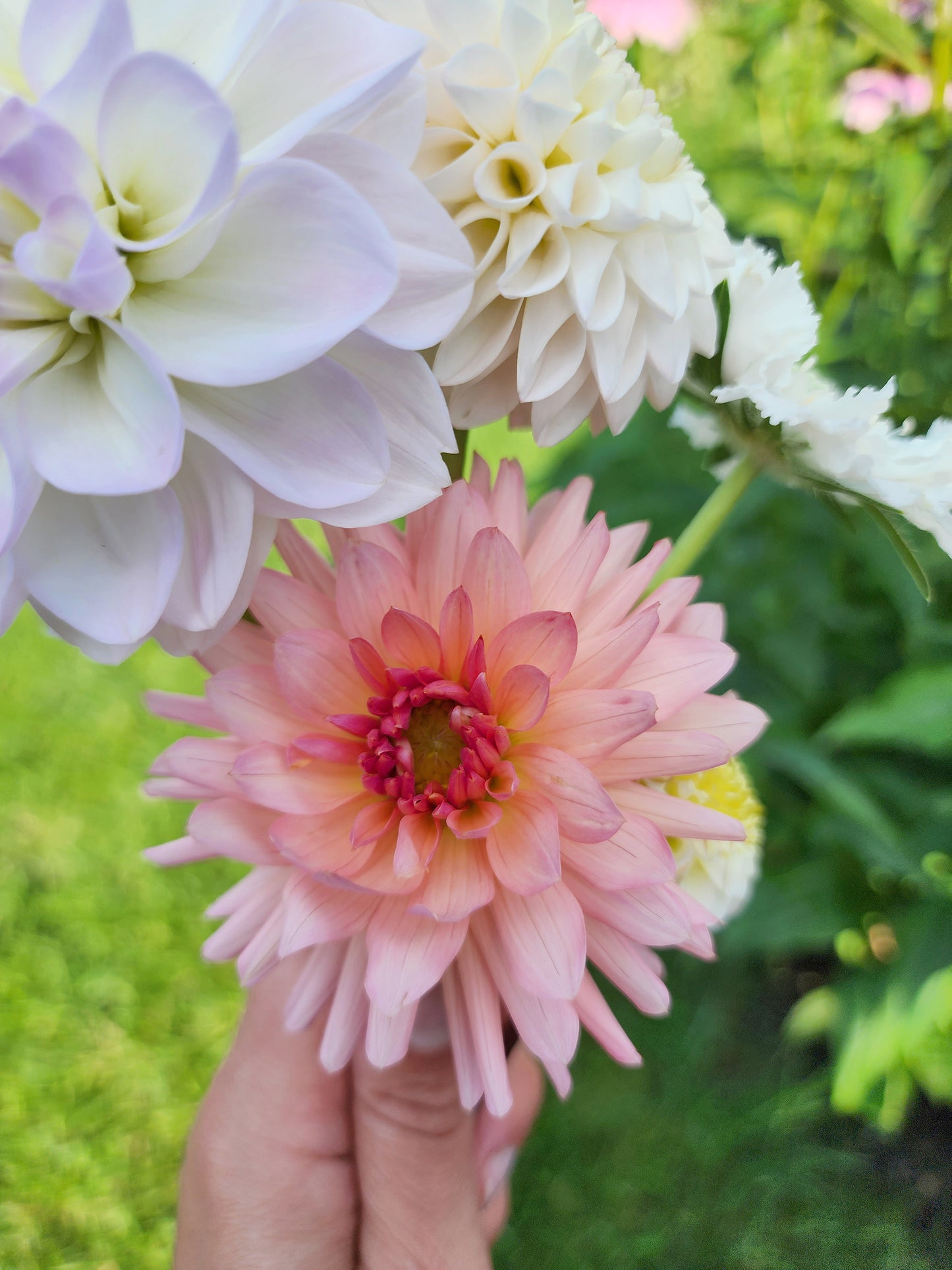 preference dahlia