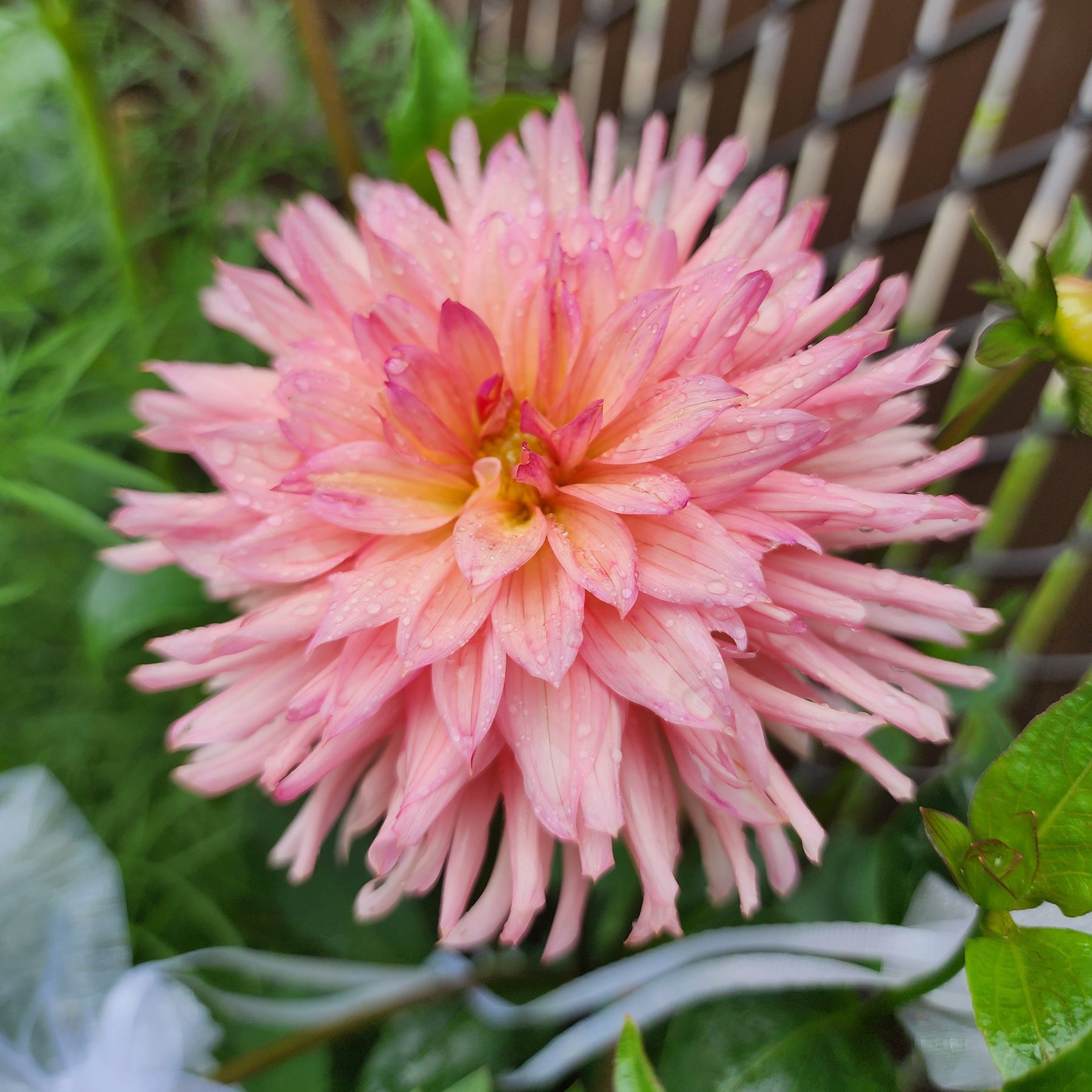 preference dahlia canada