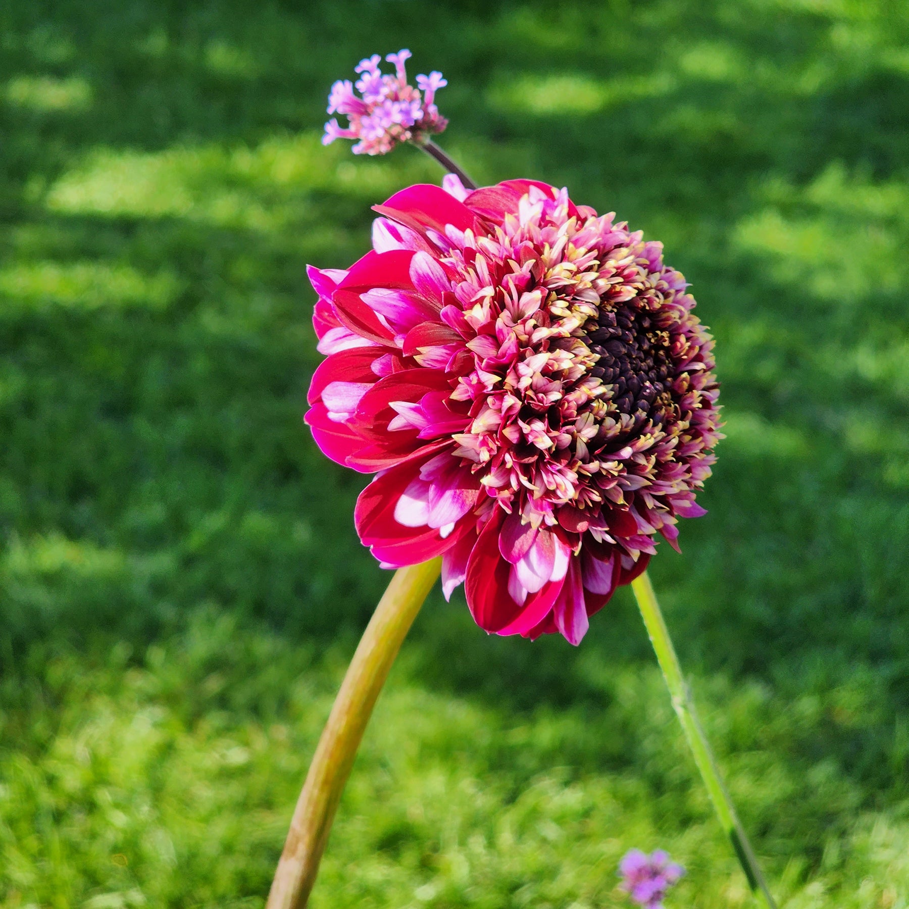 rosie raven dahlia canada tubers