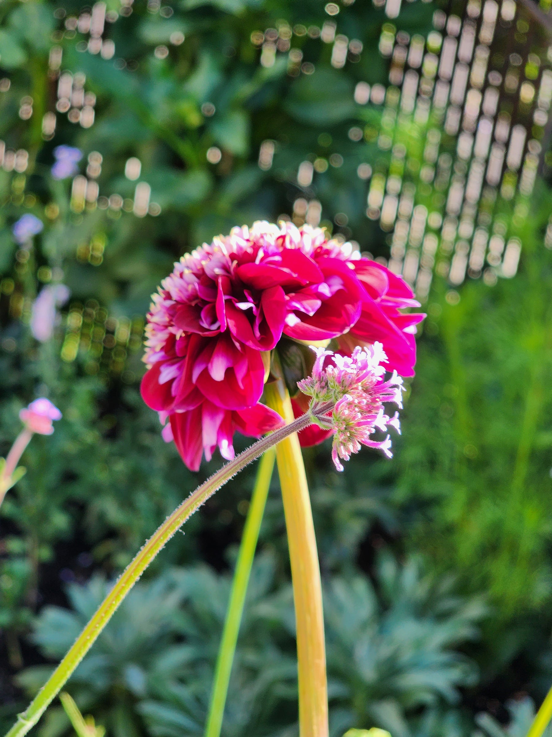 rosie raven anemone dahlia