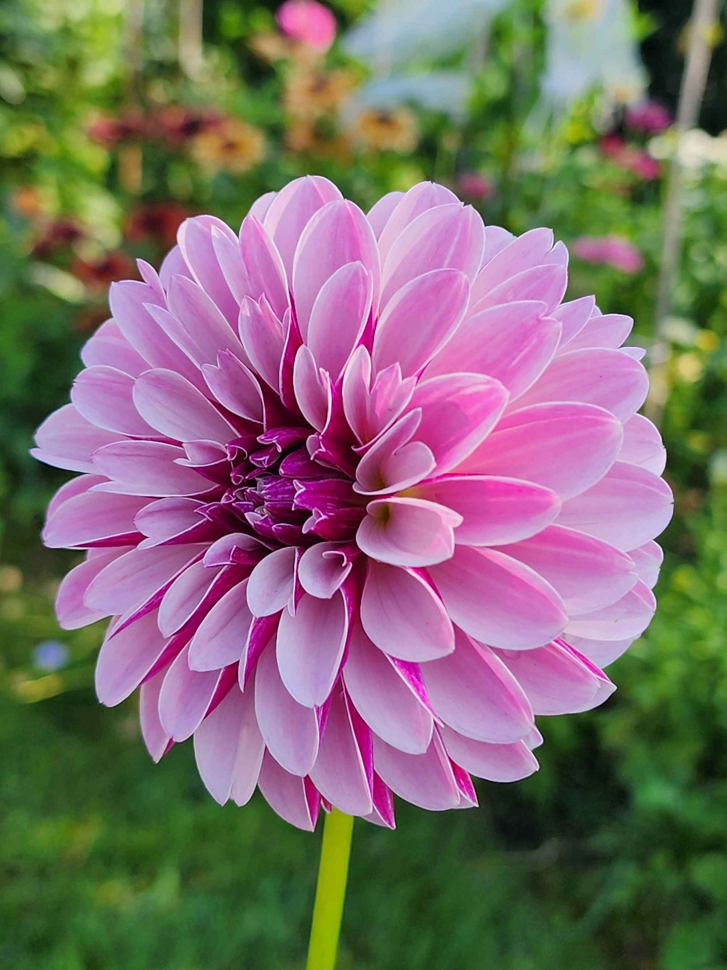 Dahlia Salish Twilight Girl (tuber)