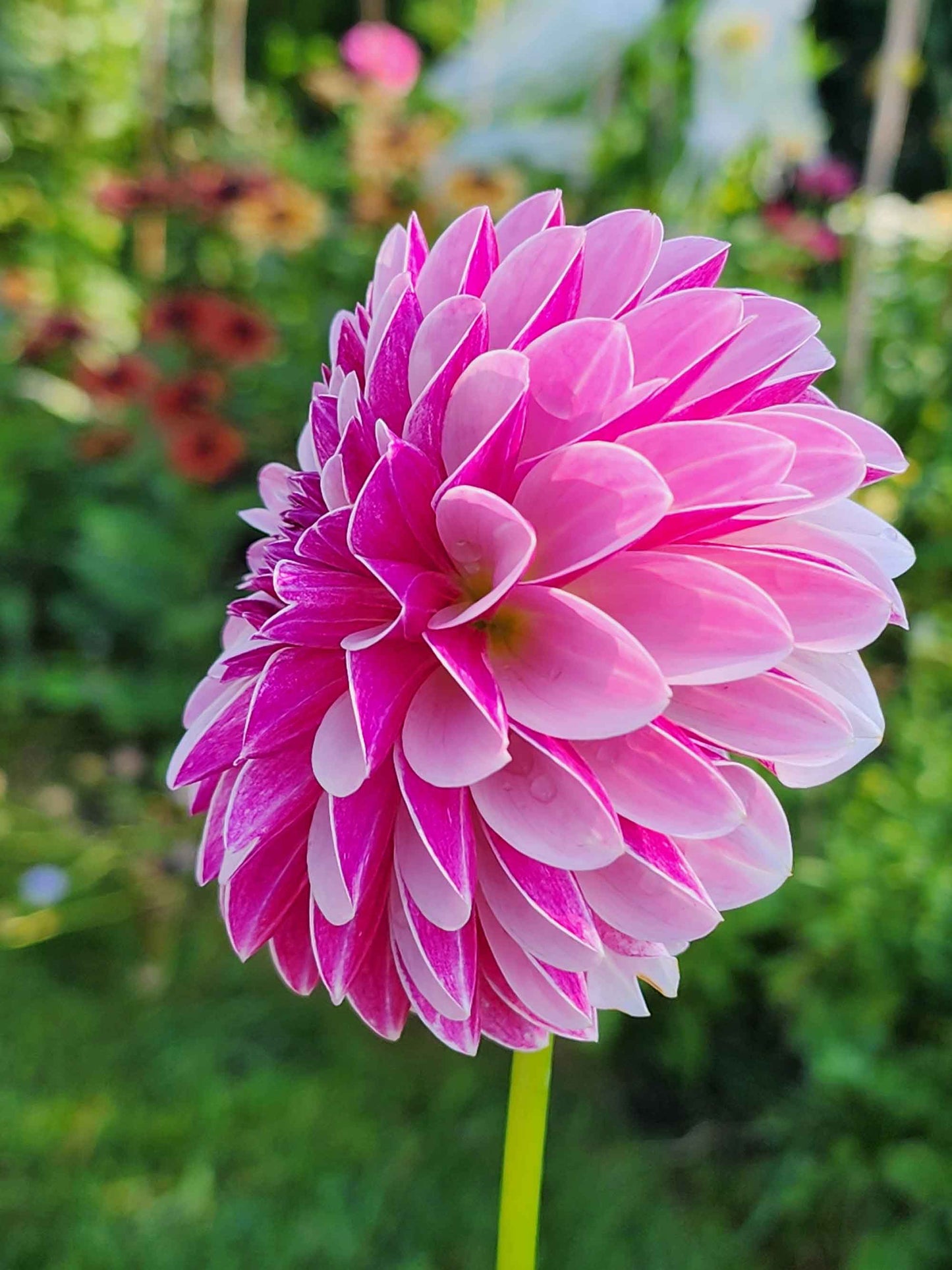 Dahlia Salish Twilight Girl (tuber)