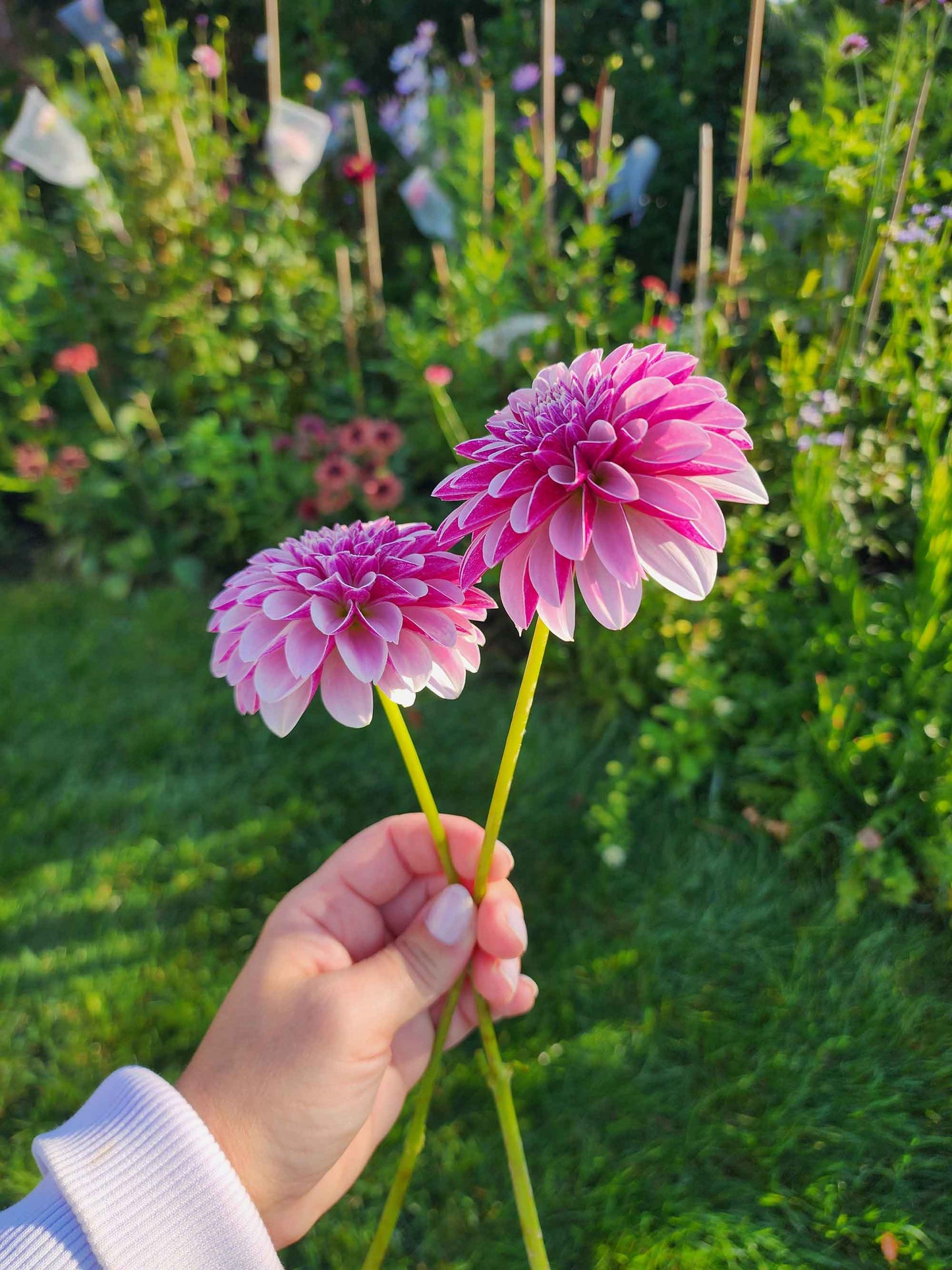 Dahlia Salish Twilight Girl (tuber)