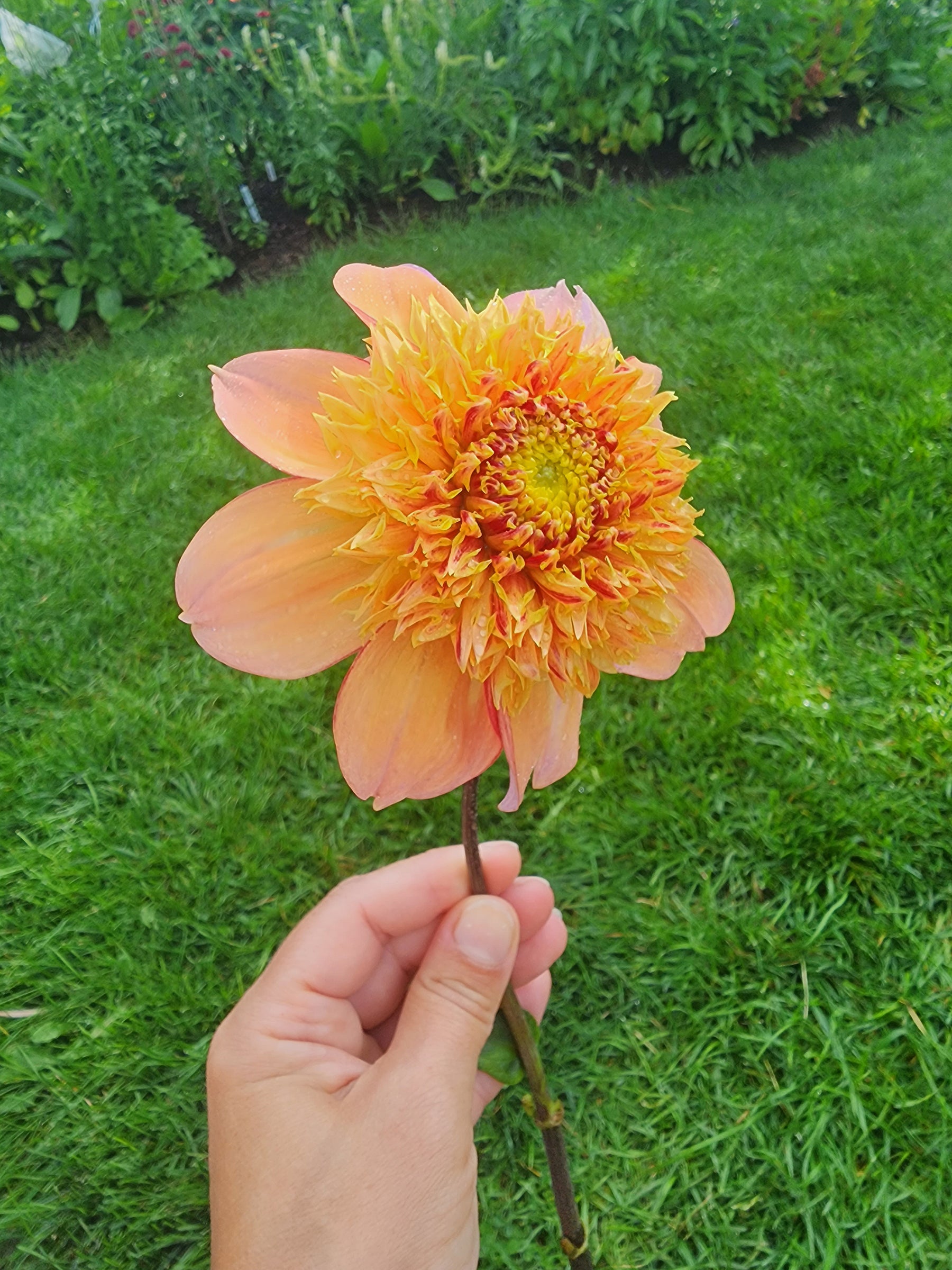 sandia brocade dahlia