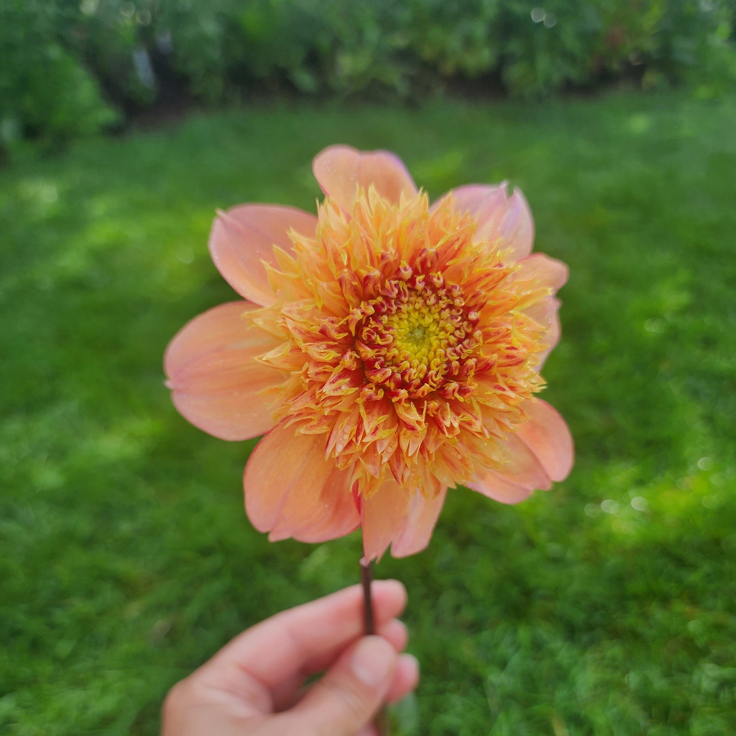 sandia brocade dahlia canada tubers