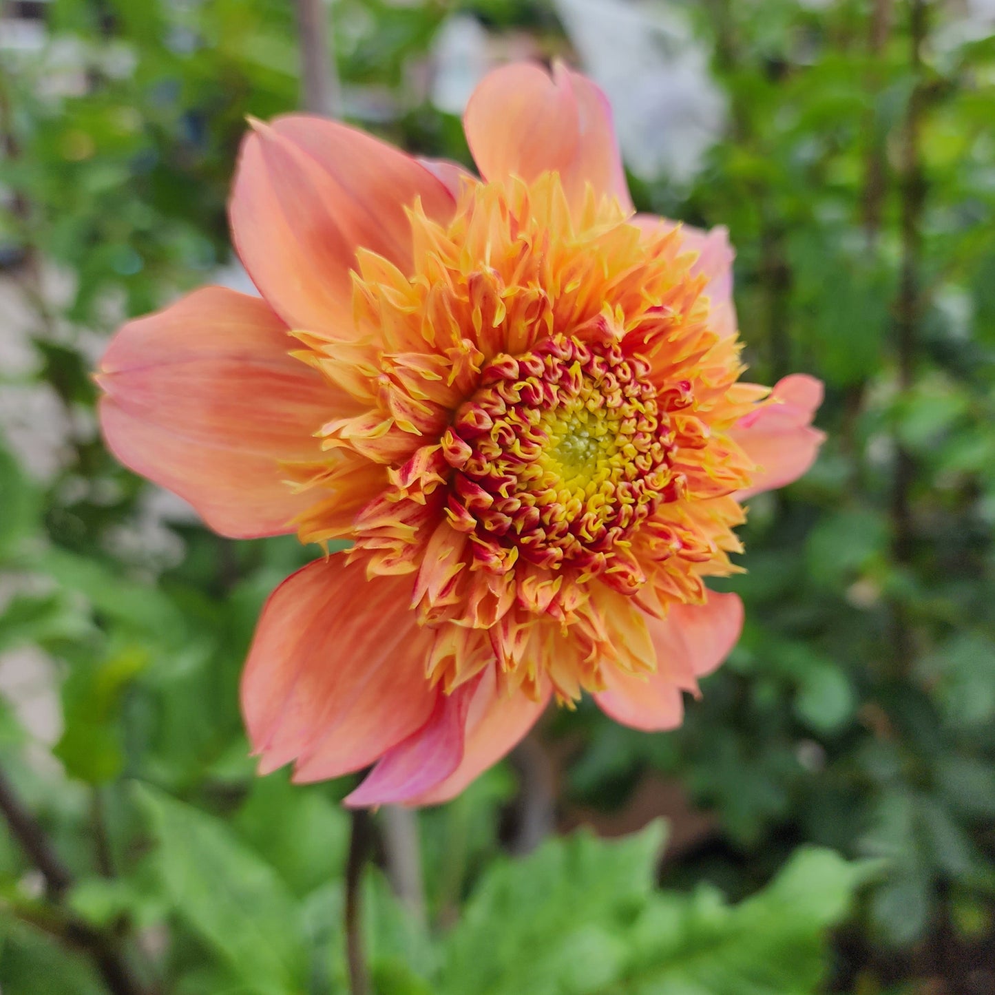 sandia brocade canada tubers