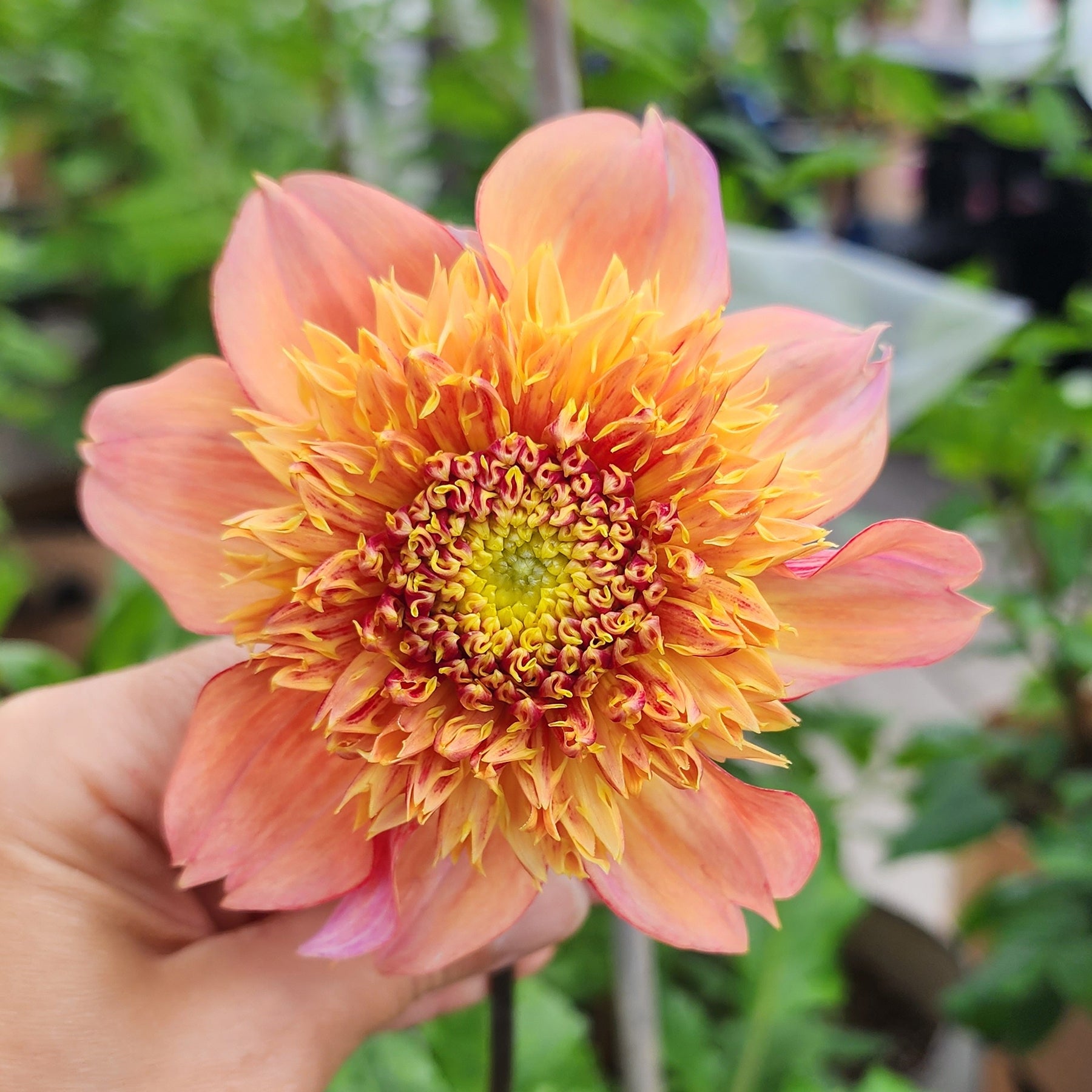 sandia brocade dahlia canada