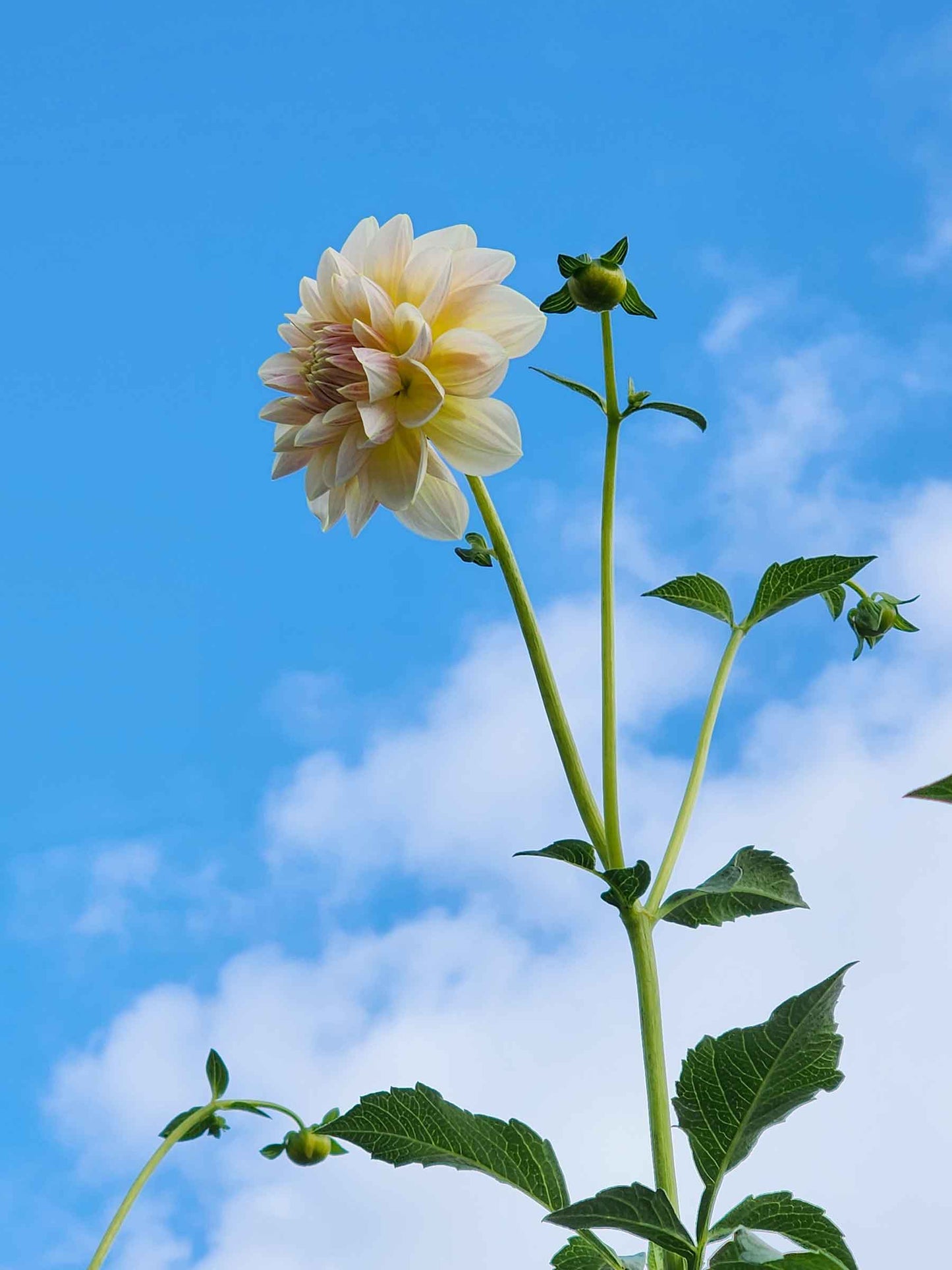 sheer heaven dahlia