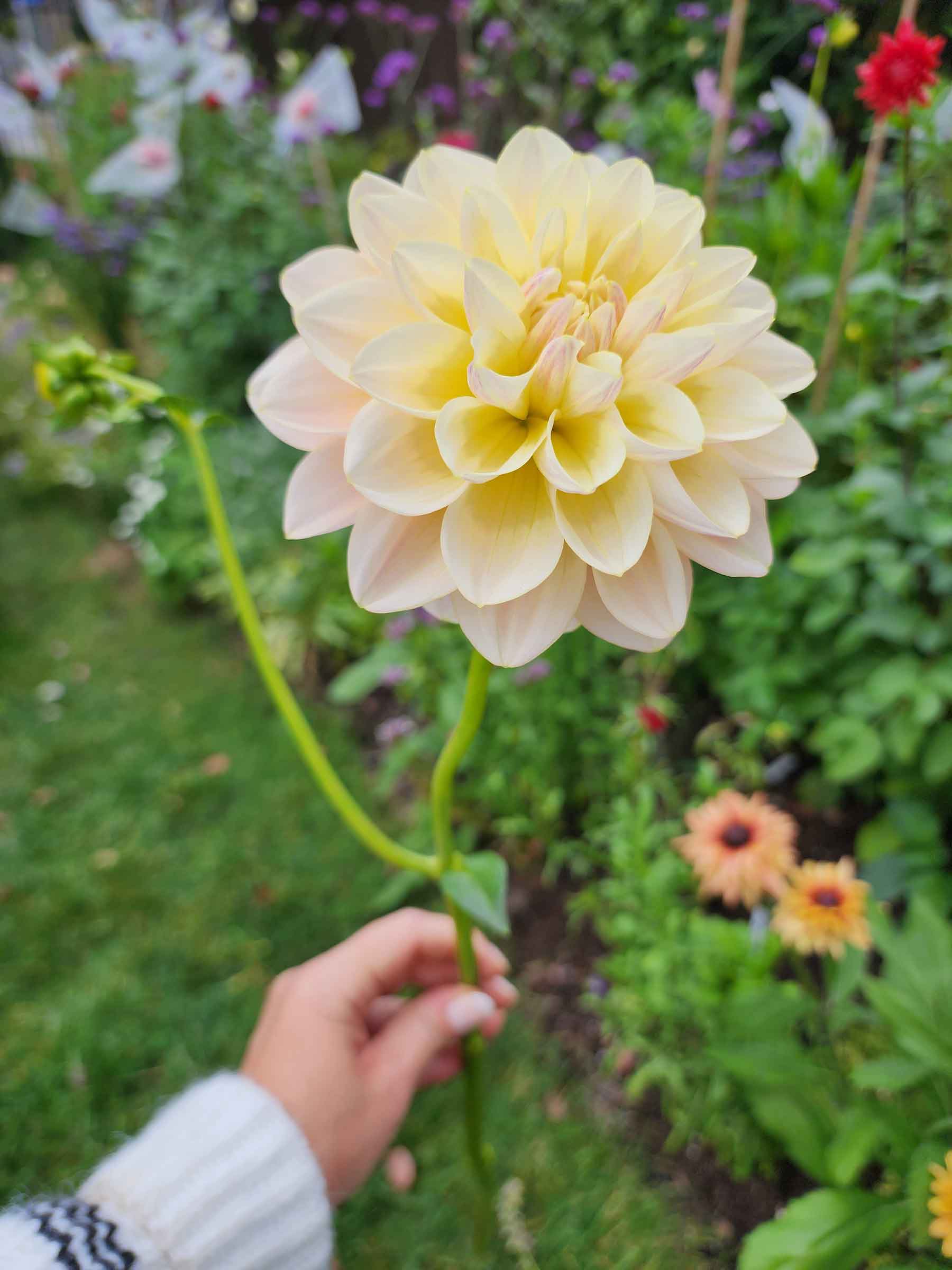 sheer heaven dahlia october