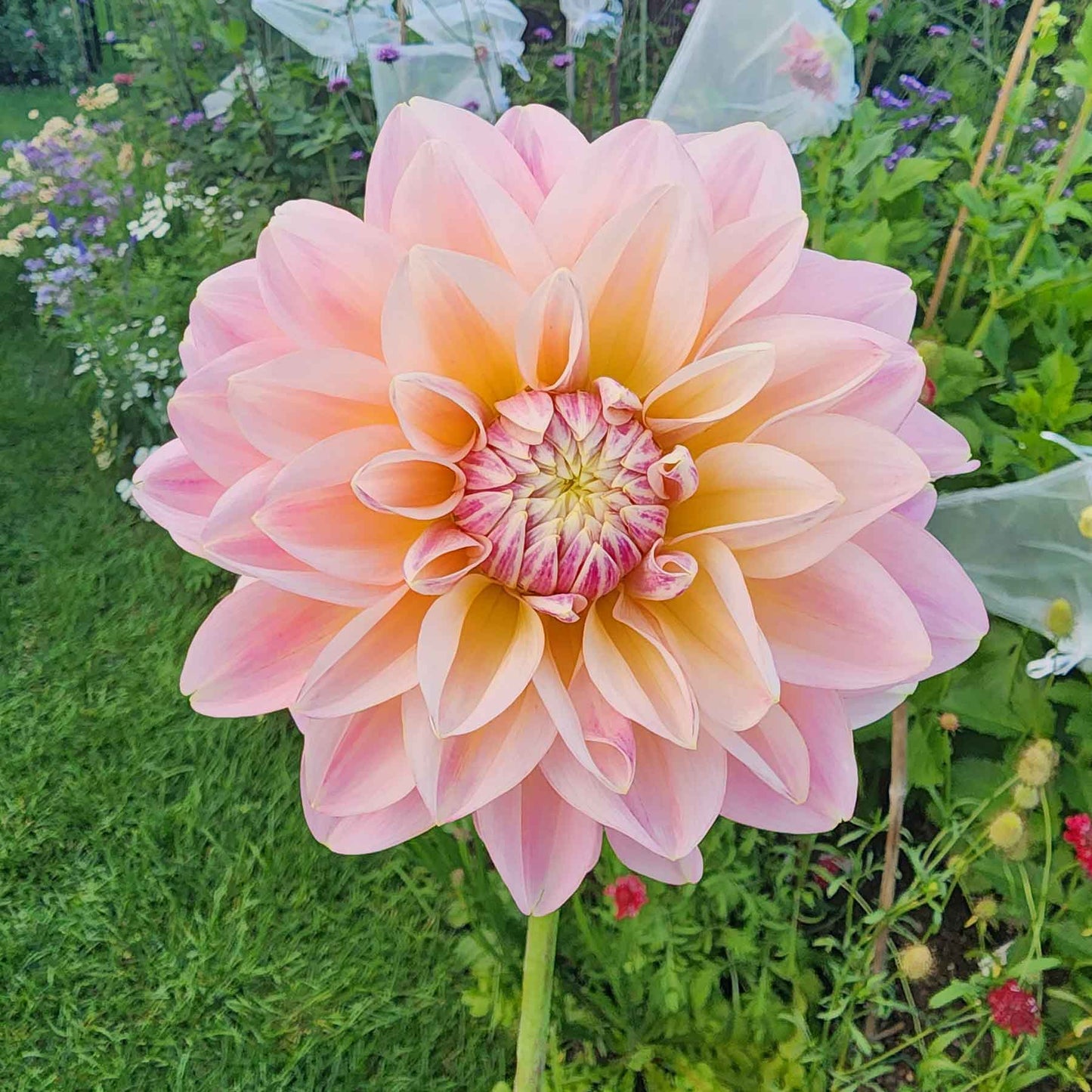 Sheer Heaven dahlia Canada