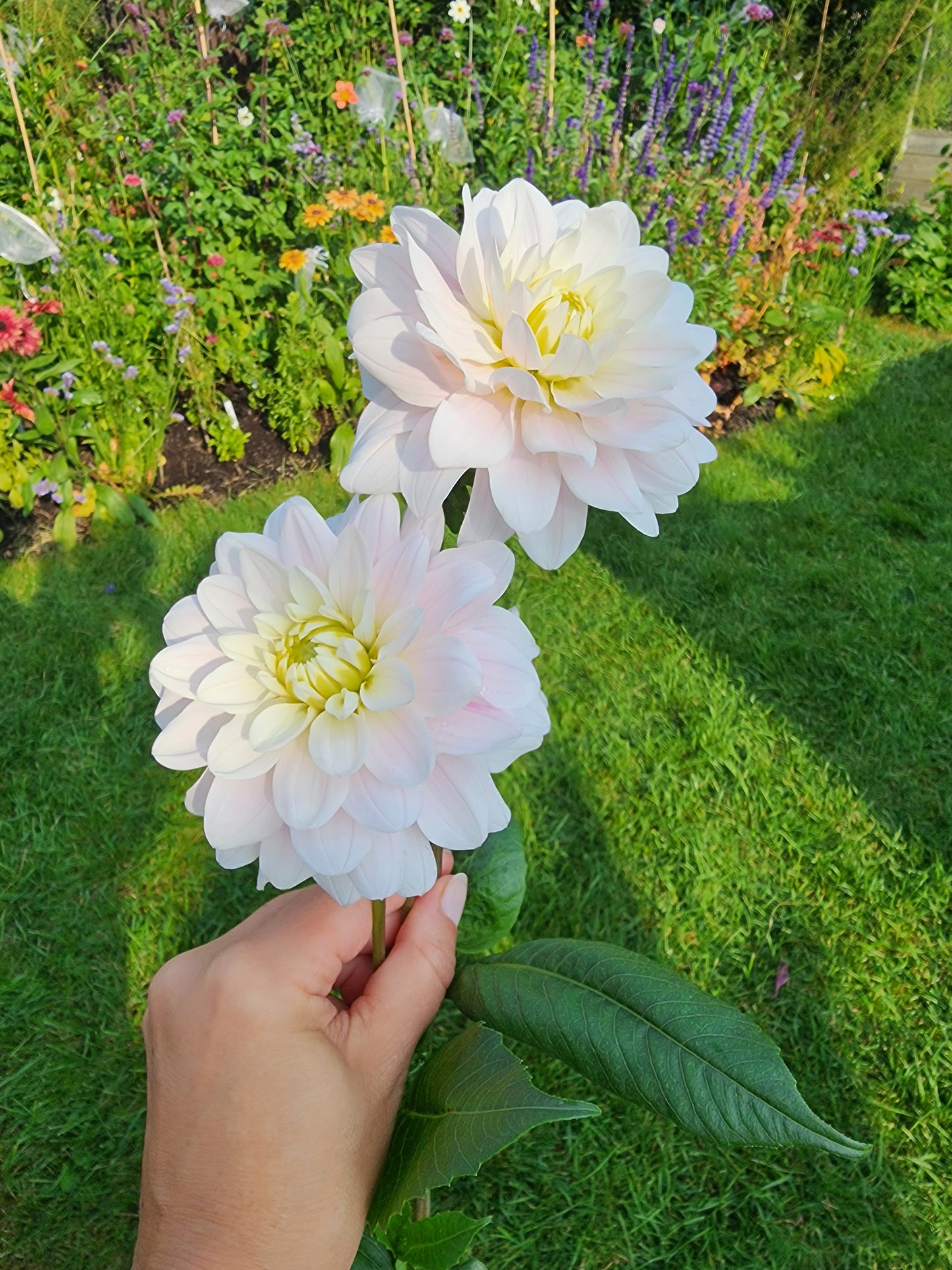 silver years dahlia cut flower garden