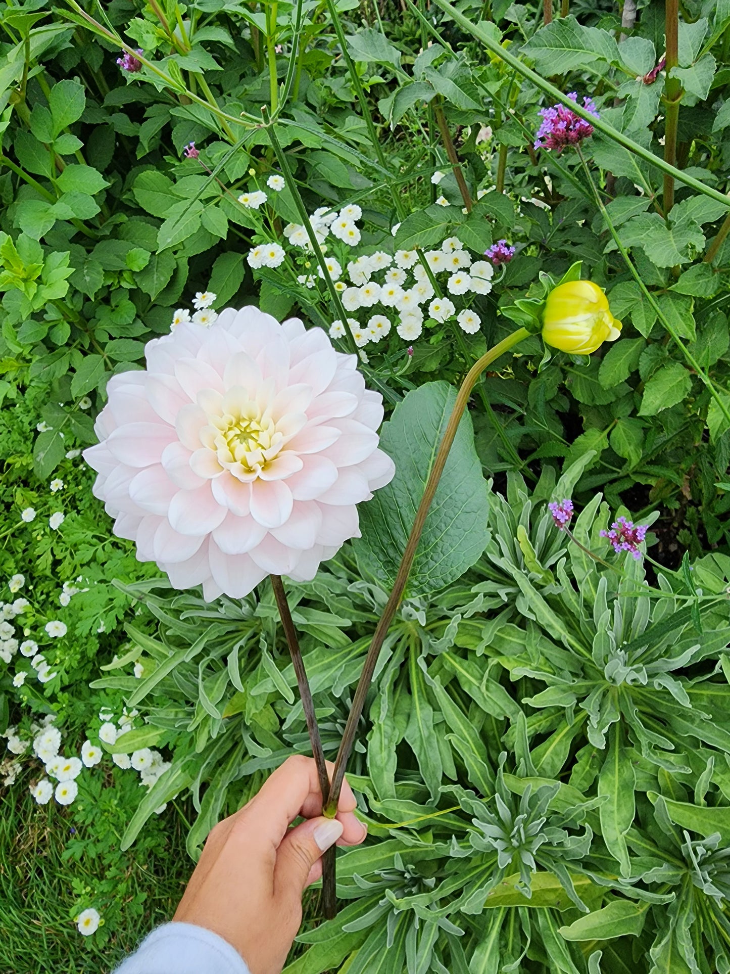 Dahlia Silver Years (tuber)