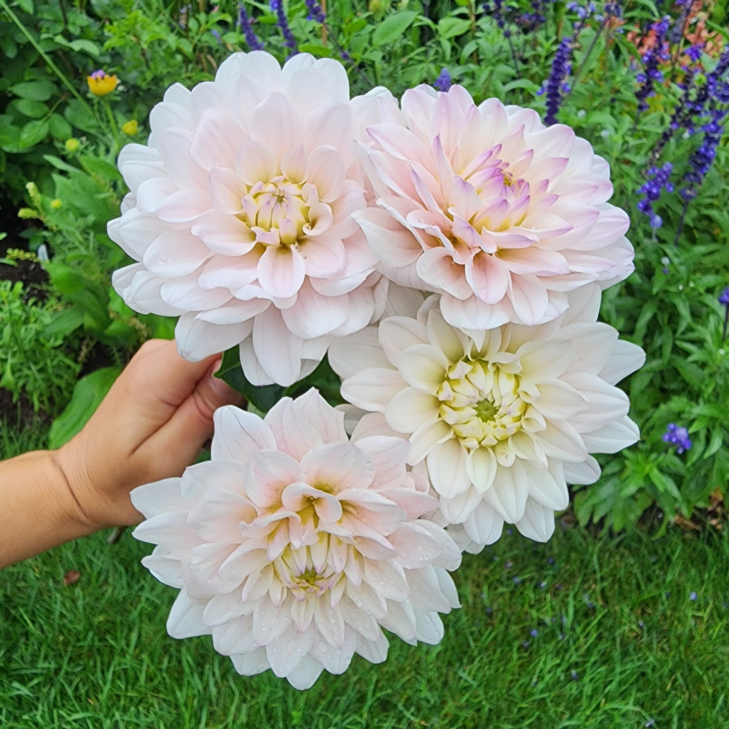 silver years dahlia tubers canada