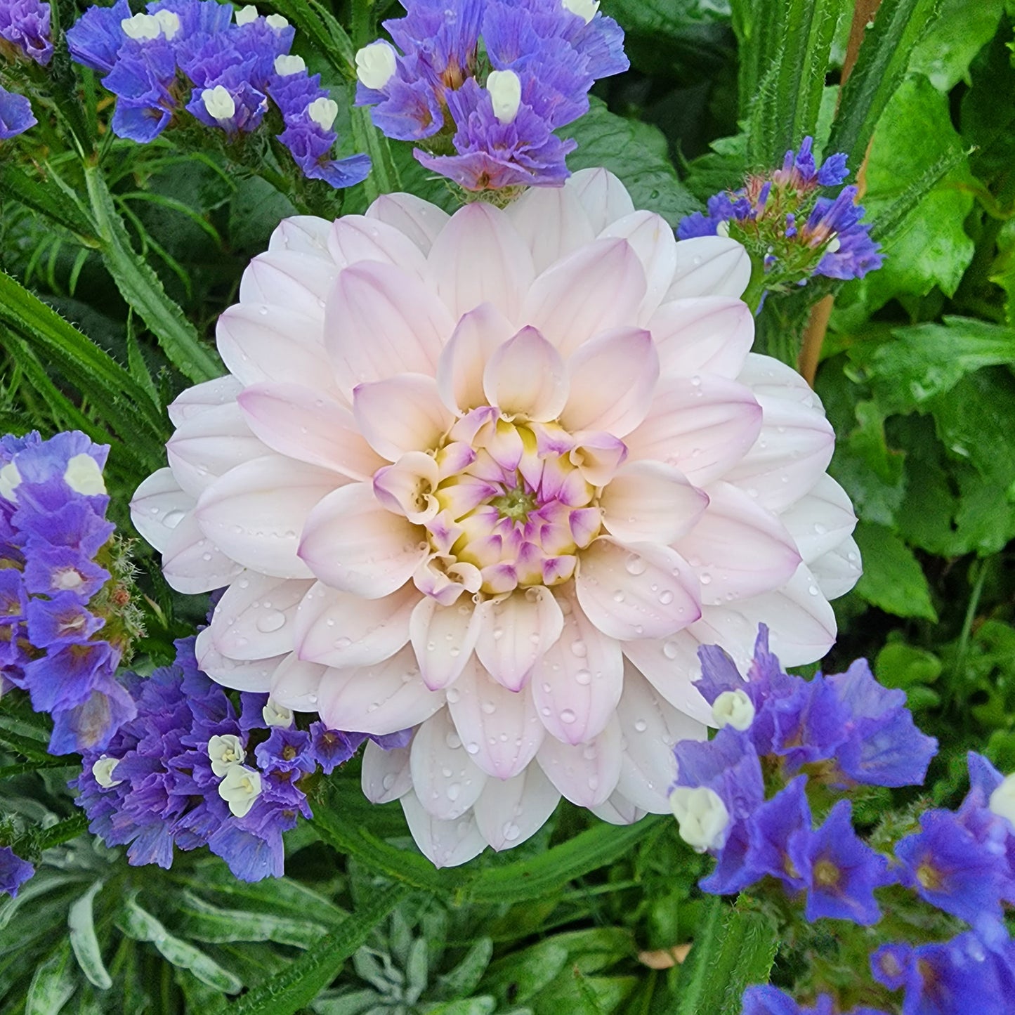 silver years dahlia canada