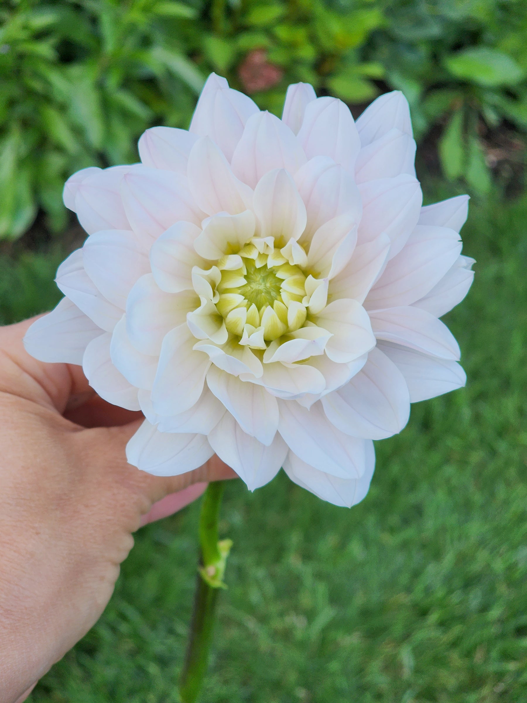 silver years dahlia canada