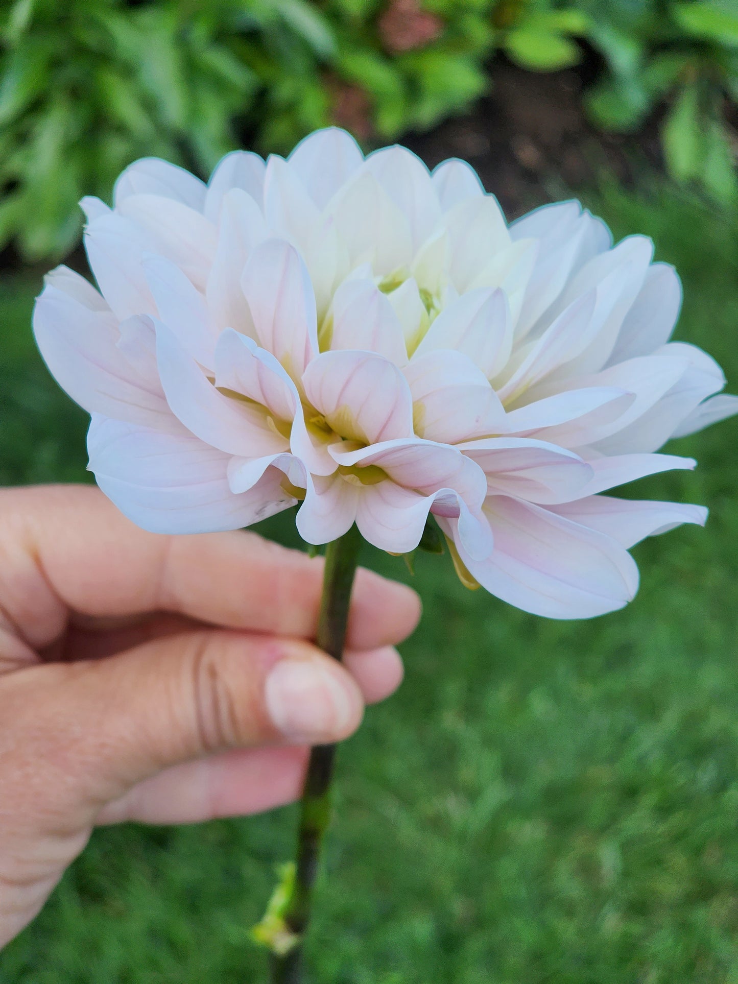 silver years dahlia flower