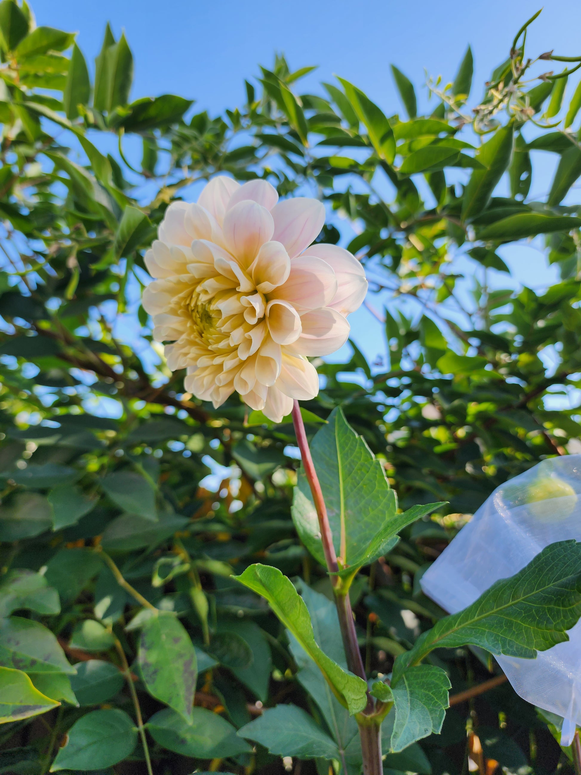 dahlia cut flower garden