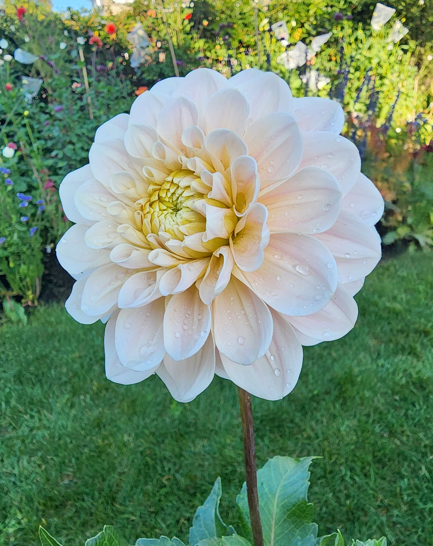 Dahlia Sweet Nathalie (tuber)