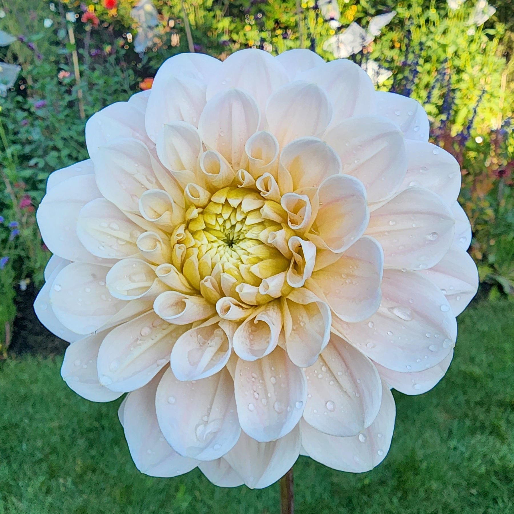 sweet nathalie dahlia jamais sans mes fleurs