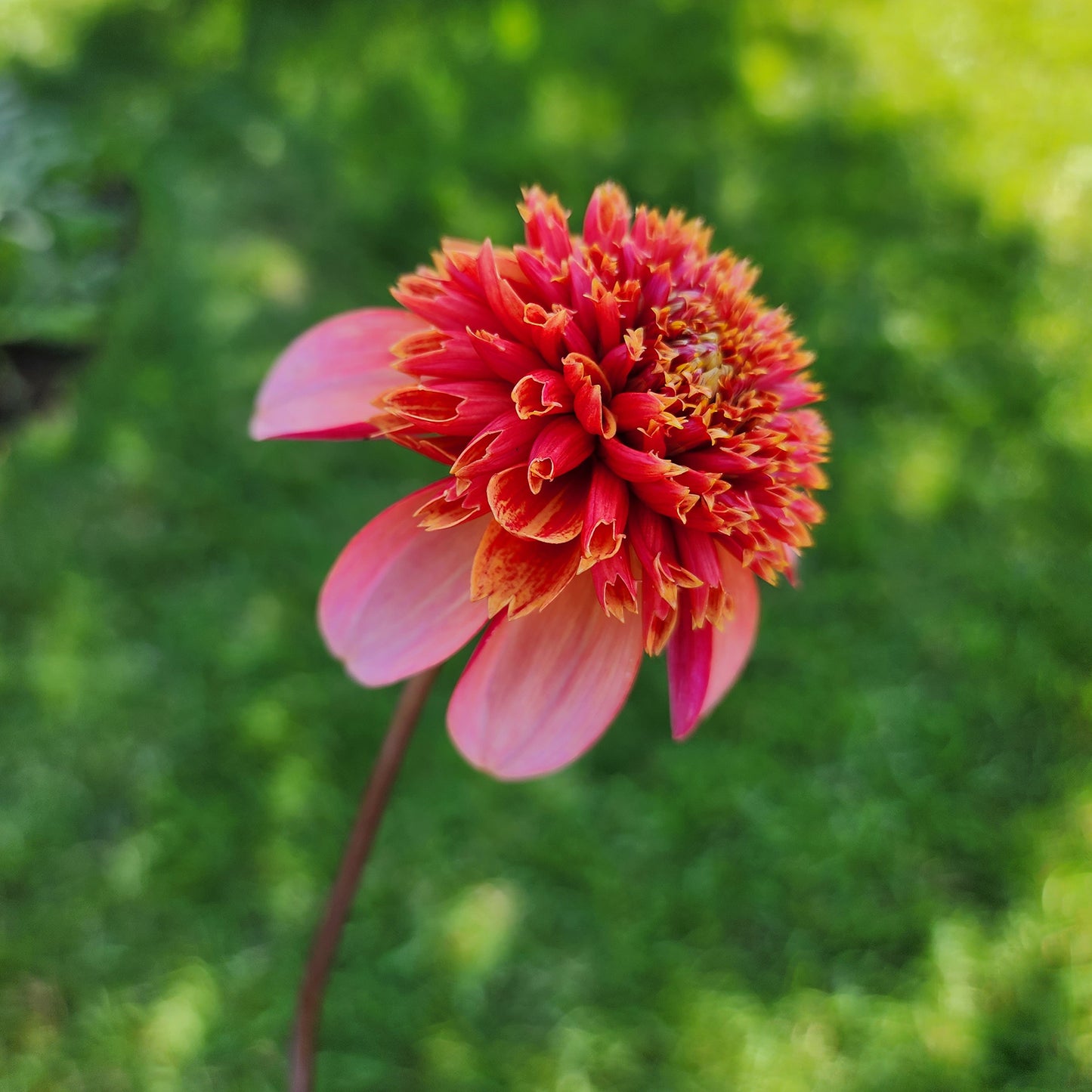 totally tangerine dahlia canada tubers jamais sans mes fleurs