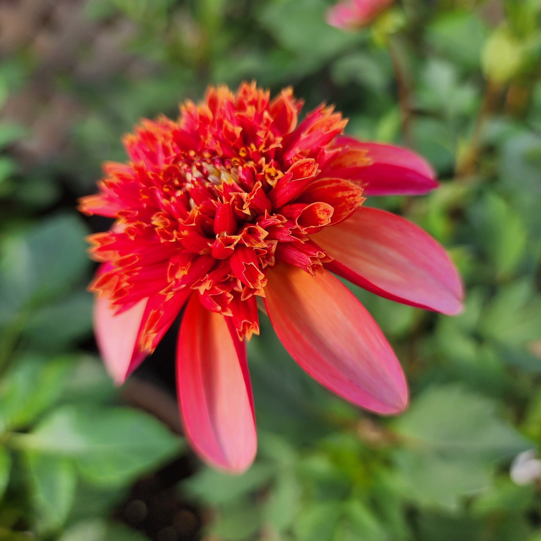 totally tangerine dahlia jamais sans mes fleurs canada tubers