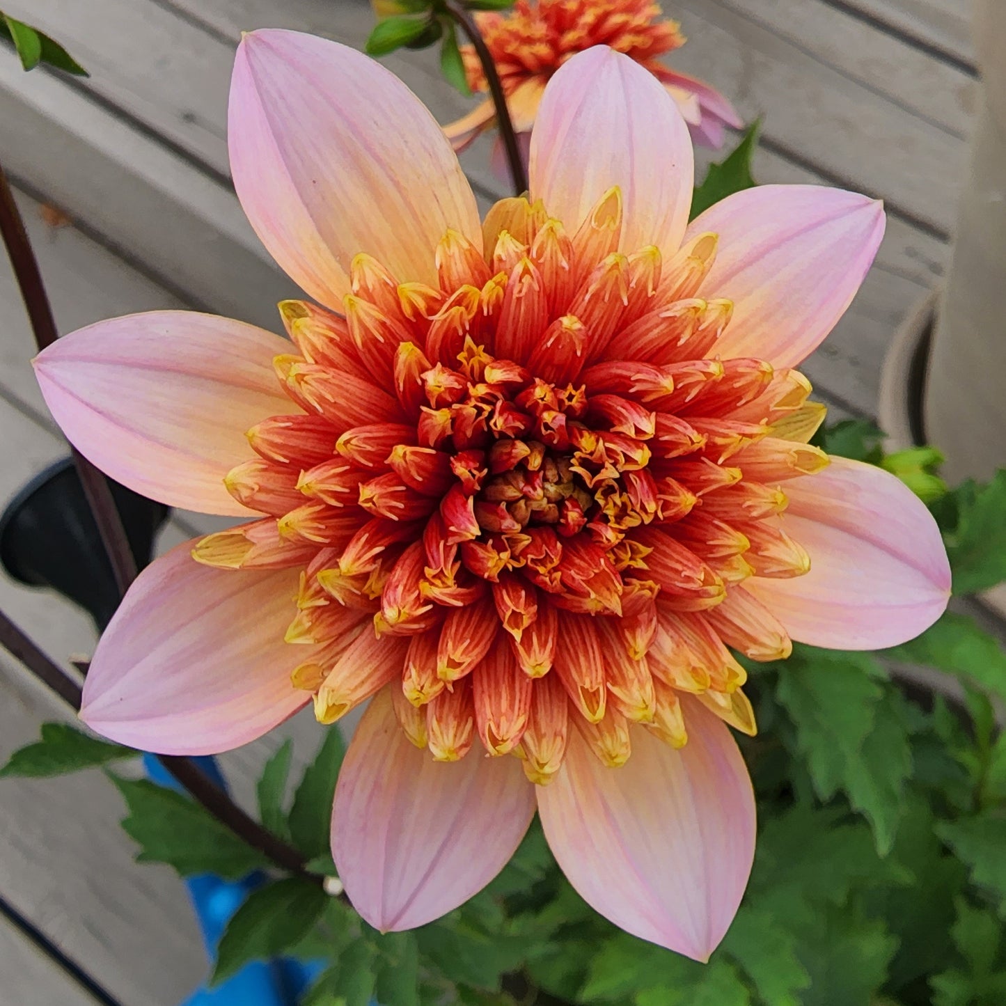 Dahlia Totally Tangerine (tuber)