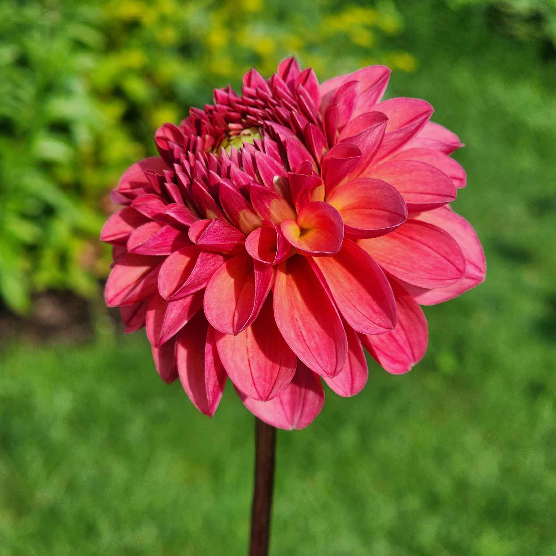 chimacum nadjae dahlia