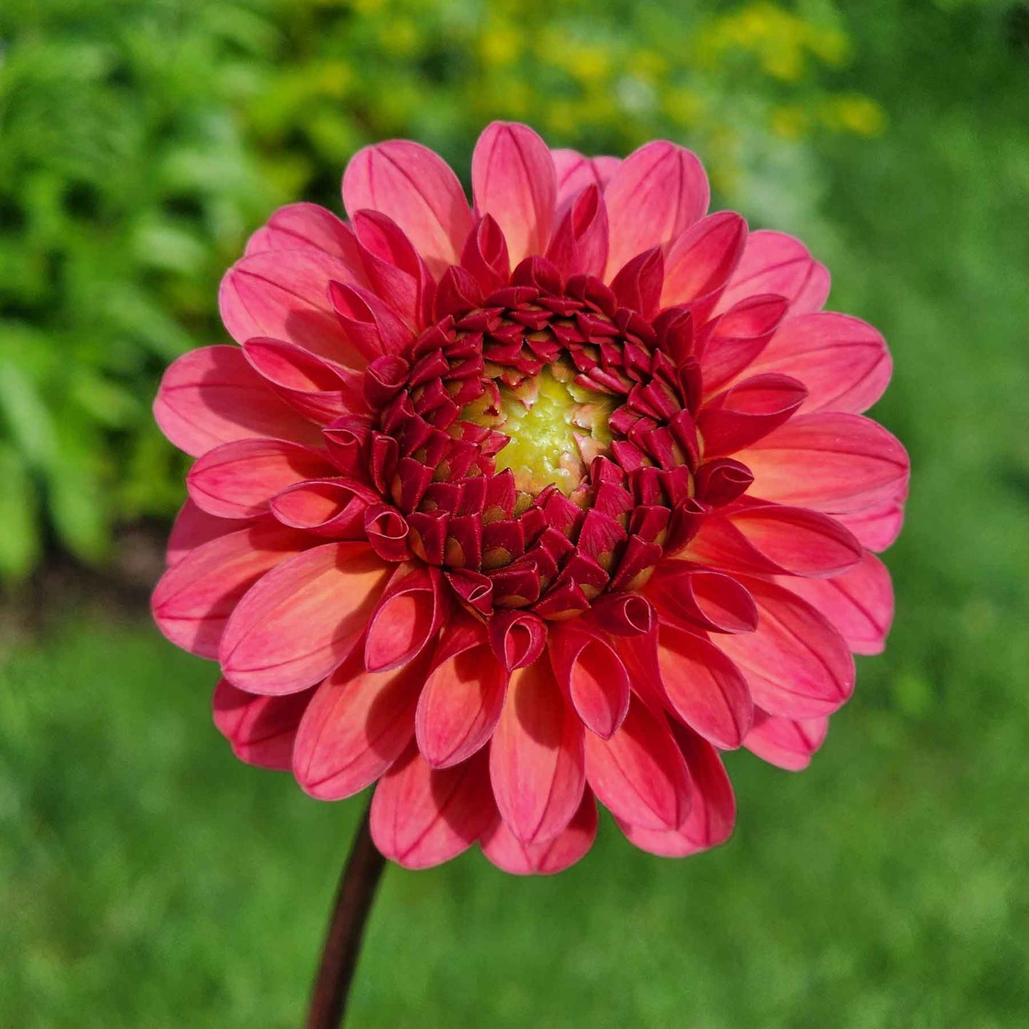 chimacum nadjae dahlia